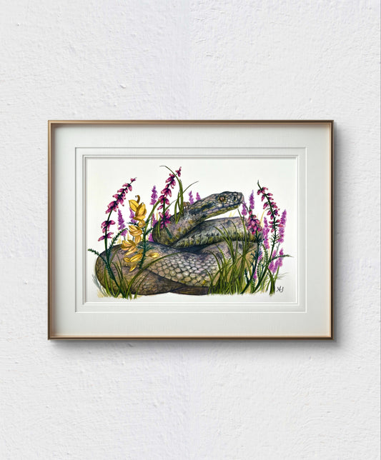 A4 Adder Fine Art Print