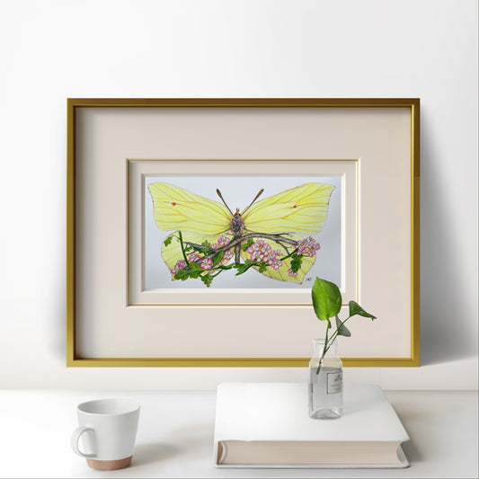 A5 Brimstone Butterfly Fine art Print