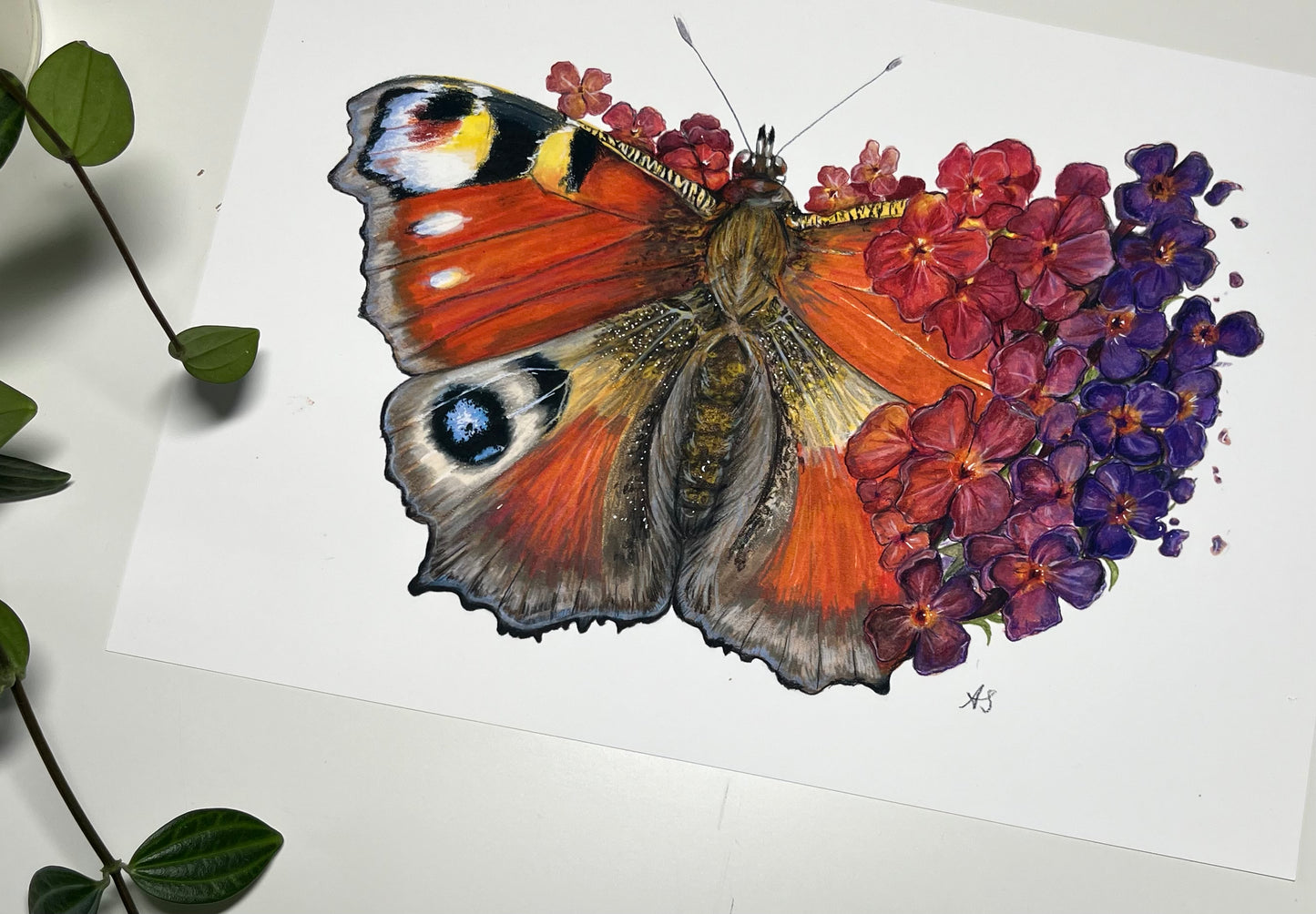 A5 Peacock Butterfly Fine Art Print