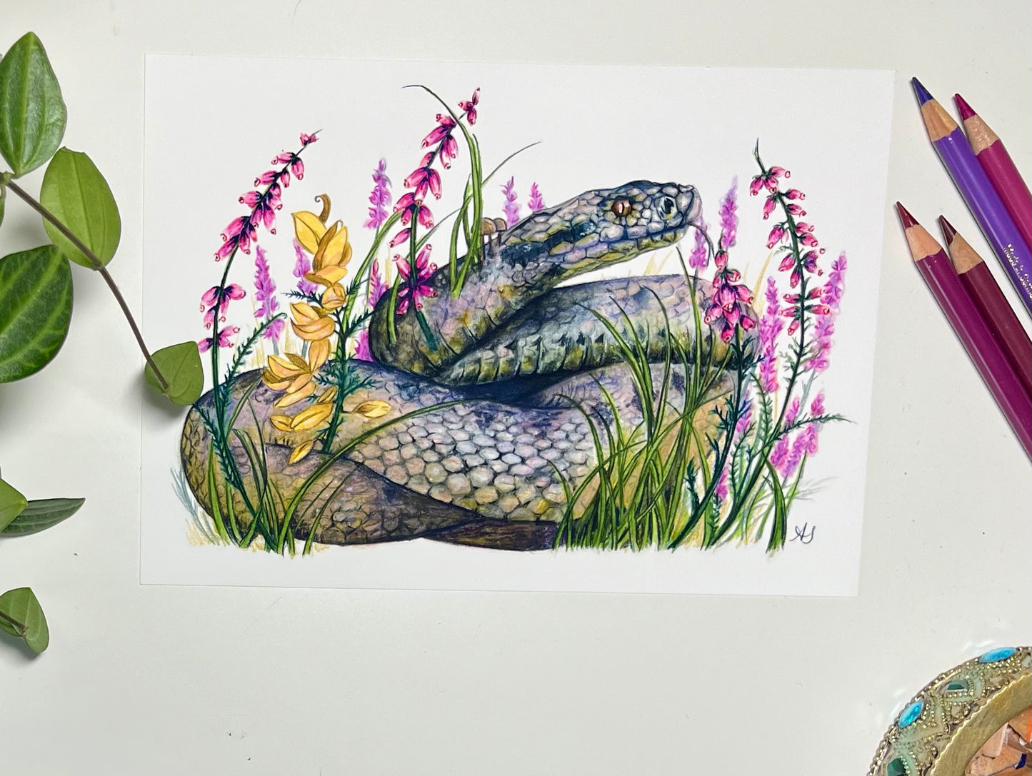 A5 Adder Fine Art Print