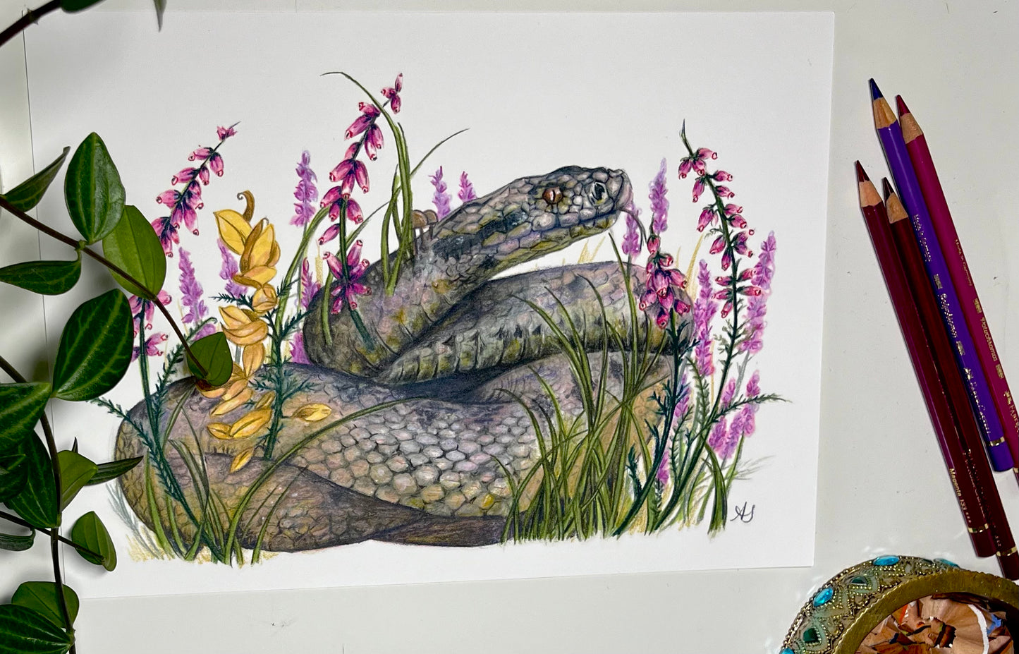 A4 Adder Fine Art Print